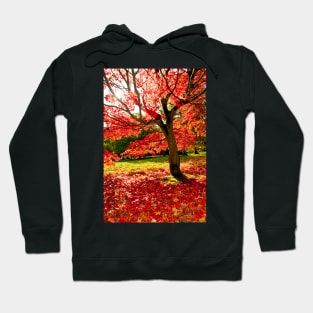 Autumn Acer Tree Westonbirt Arboretum Cotswolds Gloucestershire Hoodie